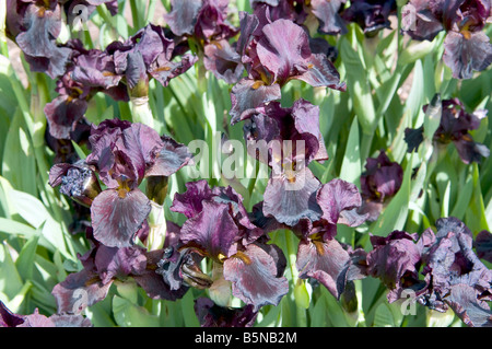 Iris 'Titans Glory' Stockfoto