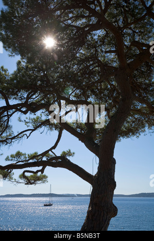 Ein Zirben- und ein Segelboot an der Cote d ' Azur / Provence / Südfrankreich Stockfoto