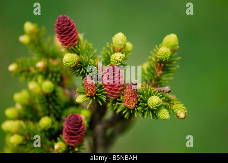 Auf einem kleinen Zweig frischen Tannenzapfen Stockfoto