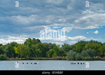 Seetaucher, Lappentaucher und ein amerikanischen weißen Pelikan Schlafplatz auf einer Felsformation auf einem Teich in Boulder County, Colorado Stockfoto