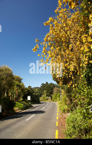 Kowhai Blumen im Frühling Lovelock Avenue Dunedin Botanic Garden Dunedin Otago Süd-Insel Neuseeland Stockfoto