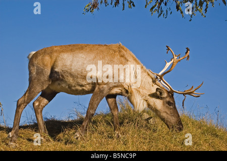 Eine weibliche Woodland Caribou Weiden auf einem Hügel im Herbst Stockfoto