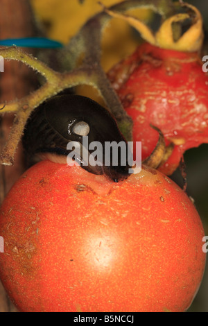 SCHWARZE Schnecke Arion Ater Tomaten essen AT NIGHT Stockfoto