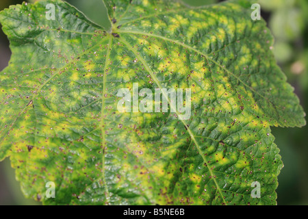 STOCKROSE Rost Puccinia Malvacearum Effekt ON obere Seite des Blattes Stockfoto