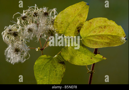 Wilde Clematis oder Greis s Bart Clematis Vitalba im Herbst zeigt Früchte und Blätter Dorset Stockfoto