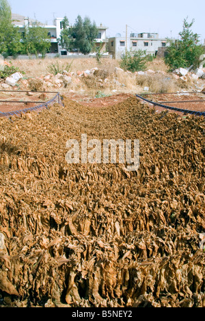 getrockneten Tabakblätter in Deir el Ahmar Dorf Osten Bekaa Tal Baalbek Bereich Libanon Stockfoto