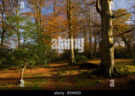Öffnen Sie streifte buchen- und Holly Wald bei Rufus Stone New Forest im Herbst Hants Stockfoto