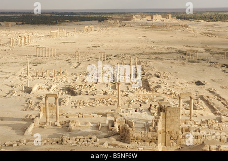 Palmyra erhöht, Ansicht Stockfoto