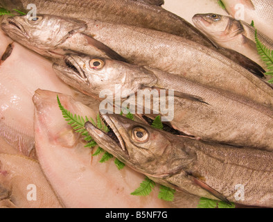 Seehecht auf Fisch Ladentheke zum Verkauf Stockfoto