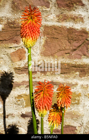 Rote heiße Poker Blumen, Kniphofia gegen einen Stein Gartenmauer. Stockfoto