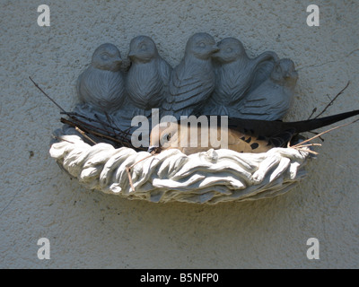 Eine Morgen Taube macht sein Nest in einem Stein Vogelbad an der Seite eine Garagenwand befestigt Stockfoto