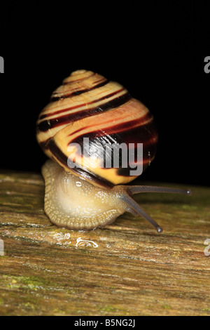 Braun LIPPIGE Schnecke Bänderschnecken Nemoralis bewegen über POST AT NIGHT Stockfoto