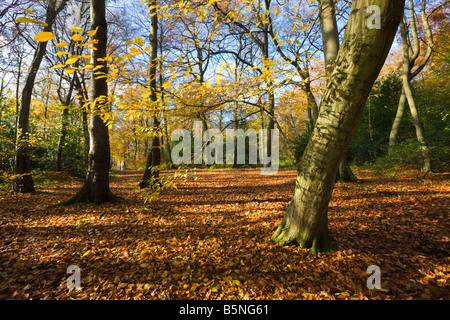 Schatten und Lichtmuster in Chiltern Buchenholz in Herbstfärbung mit Zweigen der Vordergrund Baum umrahmen den Pfad Stockfoto