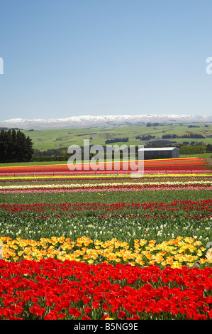 Tulpenfelder in der Nähe von Tapanui West Otago Neuseeland Südinsel Stockfoto