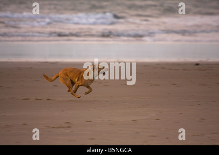 Hund am Strand in Oregon Stockfoto