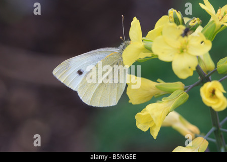 KLEINE weiße Pieris Rapae nehmen Nektar von BRASSICA Blume Stockfoto