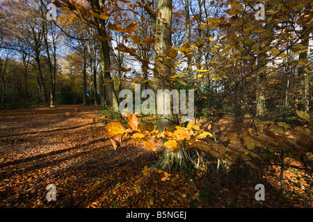 Schatten und Lichtmuster in Chiltern Buchenholz im Herbst Farbe mit Ring der sonnenbeschienenen Blätter hinzufügen drama Stockfoto