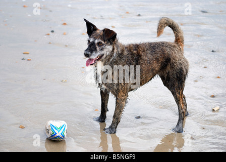 Glücklicher Hund spielen am Strand Stockfoto