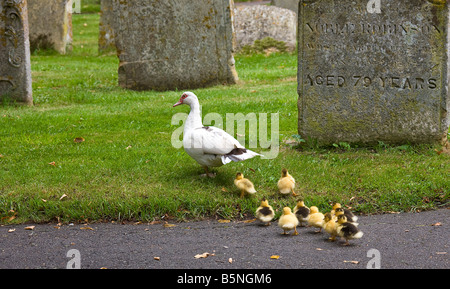 Muscovy Hausente (Cairina Moschata) kleine Entenküken über Kirchhof führt. Stockfoto