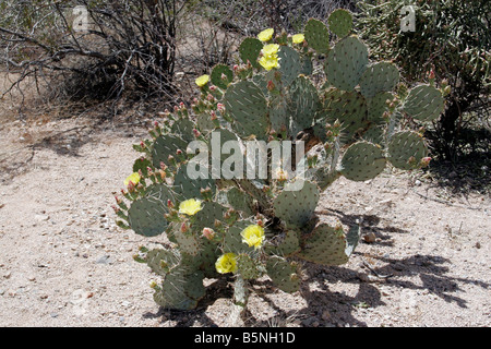 Prickly Pear Cactus Stockfoto
