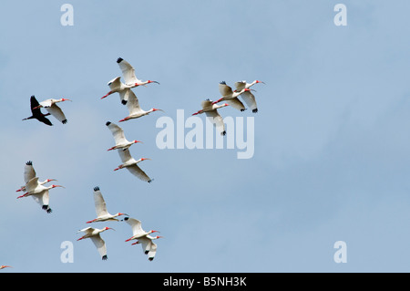 Eine Mischung aus amerikanischer weißer Ibis, Eudocimus Albus und glänzende Ibus Plegadis Falcinellus, dunkle Farbe, fliegen. Stockfoto