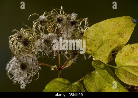 Wilde Clematis oder alten Mannes Bart Clematis Vitalba im Herbst zeigt Früchte und Blätter Dorset Stockfoto