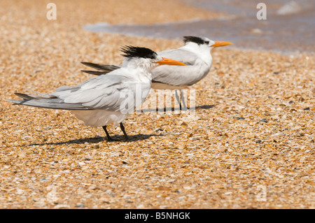 Königliche Tern Thalasseus Maximus ist nur an Meeresstränden gefunden. Stockfoto