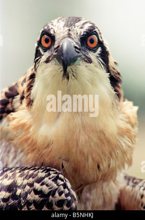 Porträt von einem Küken Fischadler Pandion Haliaetus. Stockfoto