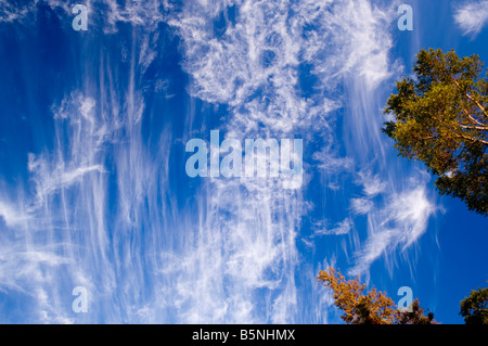 Schöne Wolken und Bäume in Maine Stockfoto