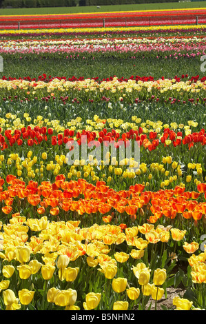 Tulpenfelder in der Nähe von Tapanui West Otago Neuseeland Südinsel Stockfoto