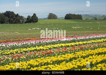 Tulpenfelder in der Nähe von Tapanui West Otago Neuseeland Südinsel Stockfoto