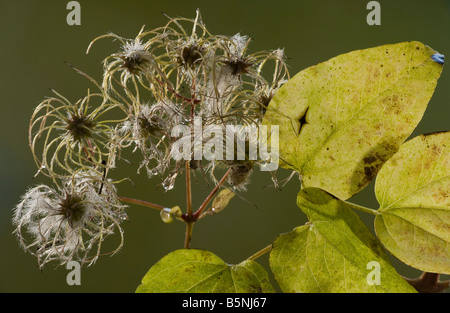 Wilde Clematis oder alten Mannes Bart Clematis Vitalba im Herbst zeigt Früchte und Blätter Dorset Stockfoto