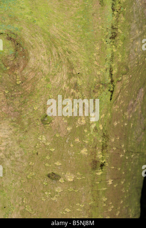 gemeinsamen Stechpalme Ilex Aquifolium enge auf der RINDE ON AUSGEWACHSENEN Baum Stockfoto