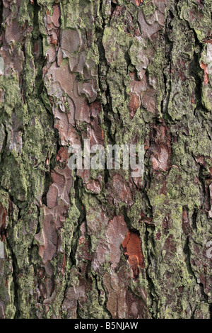 Europäische Lärche Larix Decidua enge auf der RINDE ON AUSGEWACHSENEN Baum Stockfoto