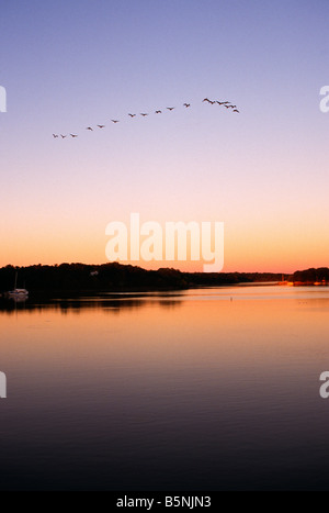 Kanadagänse fliegen entlang des Sassafras River in Georgetown Maryland Stockfoto