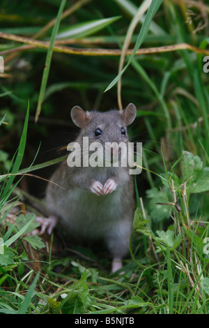 BRAUNE Ratte Rattus Norvegicus STANDING UP ALERT Vorderansicht Stockfoto