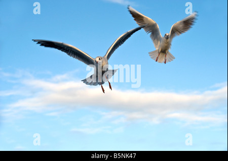 Black-headed Möwen im Flug - Larus ridibundus Stockfoto