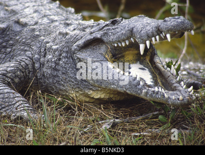 Ein amerikanisches Krokodil, crocodylus Acutus, mit offenem Mund in den Ding Darling Wildlife Refuge in Florida, USA Stockfoto