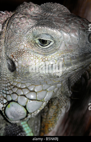 Grüner Leguan Stockfoto