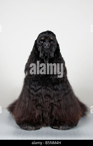 American Cocker Spaniel Stockfoto