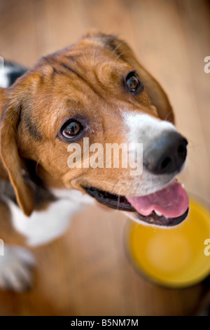 Ein junger Beagle-Hund erwartet sehnsüchtig sein Essen im stehen über seine Schale geringe Schärfentiefe Stockfoto