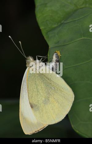 GROßE weiße Pieris Brassicae Schmetterling Verlegung Eiern ON KOHLBLATT Stockfoto