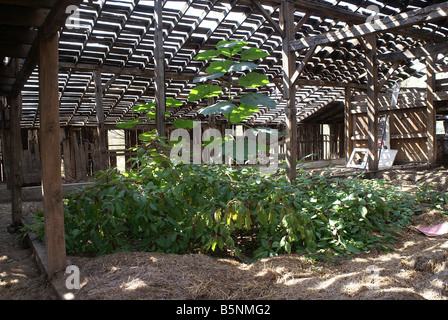 Alte verlassene Scheune Stockfoto