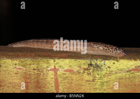 GROßE graue Schnecke Limax Maximus KRIECHT entlang Zaun-Seitenansicht Stockfoto