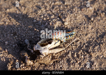 Regenbogen oder lackiert Grashüpfer (Dactylotum Variegatum) Essen eine tote Heuschrecke, Arizona, USA Stockfoto