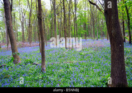 Bluebell Blumen im Wald Surrey England Stockfoto