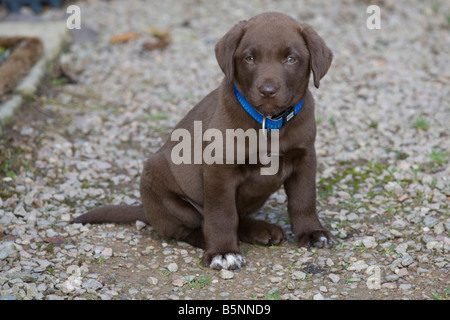 Young Schokolade gefärbt Labrador-Welpe Bewdley Worcs UK Stockfoto