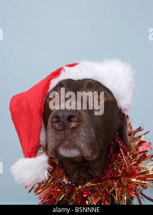 Labrador trägt Weihnachtsmütze und Lametta Porträt hautnah Stockfoto