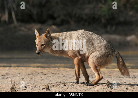 Goldene Schakal Canis Aureus, auch genannt die asiatische Oriental oder gemeinsame Schakal Israel Stockfoto