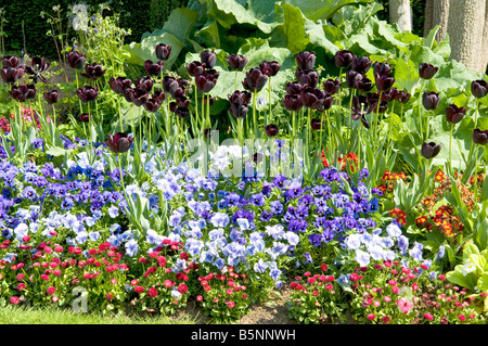 Grenze zu tief violette Tulpen & andere Frühling Pflanzen Stockfoto